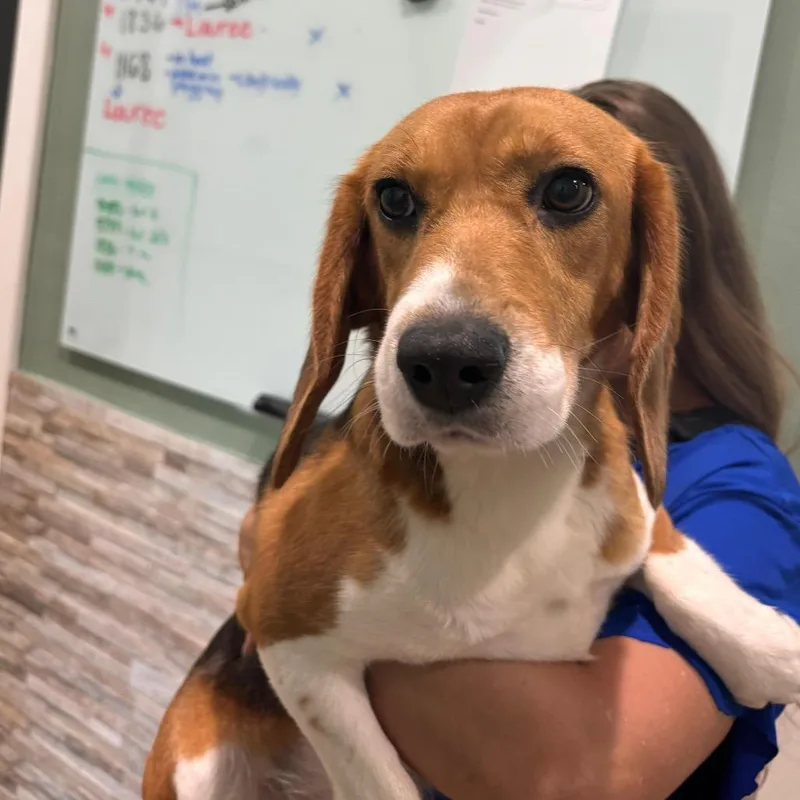 An adult small-sized female Yellow / Tan / Blond / Fawn Beagle dog named Betty aka AVQ for adoption in LOXAHATCHEE, FL