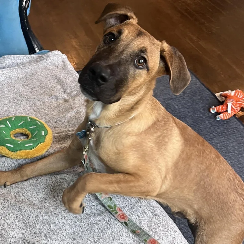 A baby medium-sized male Yellow / Tan / Blond / Fawn Catahoula Leopard Dog dog named Metal for adoption in La Grange, KY