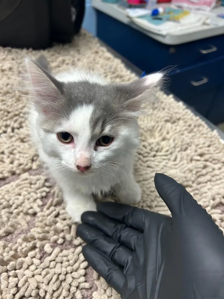 A baby small-sized female Domestic Short Hair cat named Miranda for adoption in Detroit, MI