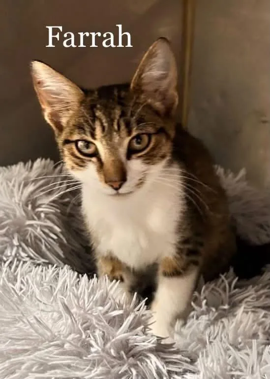 A young medium-sized female Domestic Short Hair cat named Farrah for adoption in Loogootee, IN
