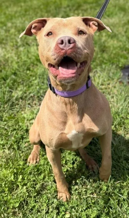 An adult medium-sized female Pit Bull Terrier dog named Marmalade for adoption in Batavia, OH