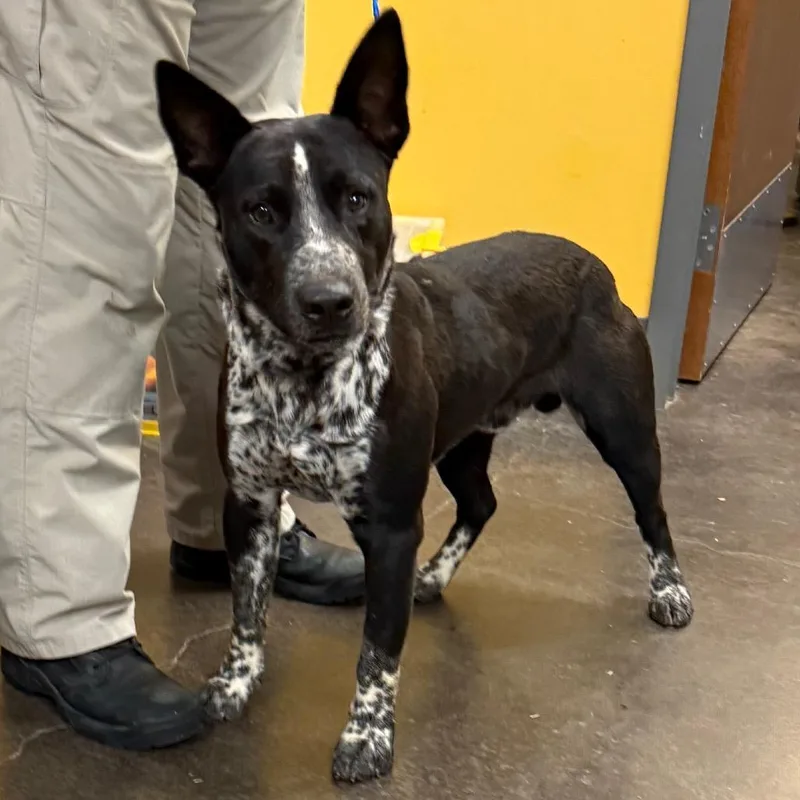 An adult medium-sized male Black Australian Cattle Dog / Blue Heeler dog named Rasputin for adoption in Norman, OK