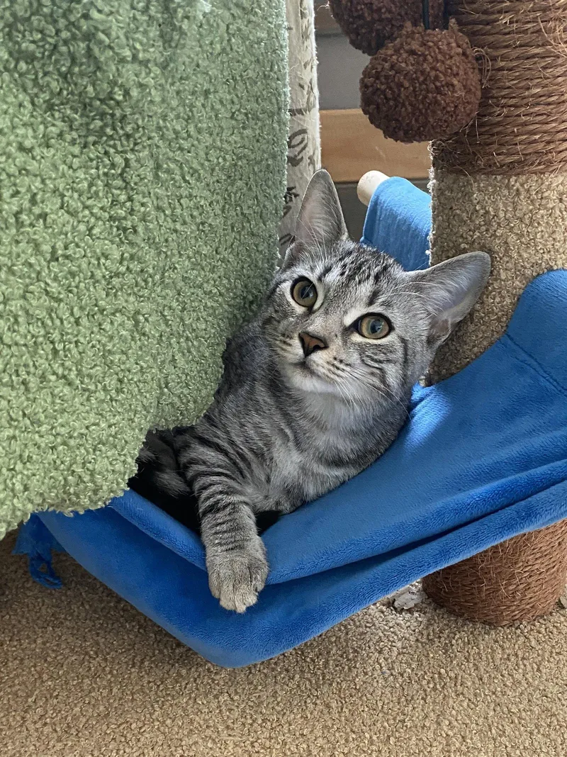A young medium-sized female Tabby cat named Mia for adoption in Tarrytown, GA