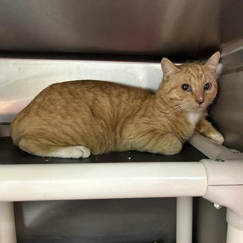 An adult medium-sized male Orange / Red Domestic Short Hair cat named Chowder for adoption in Houston, TX