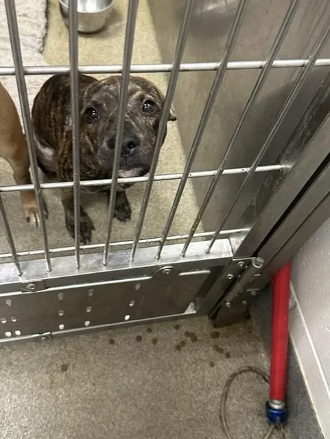 A young small-sized male Mixed Breed dog named ML pup for adoption in Rome, GA
