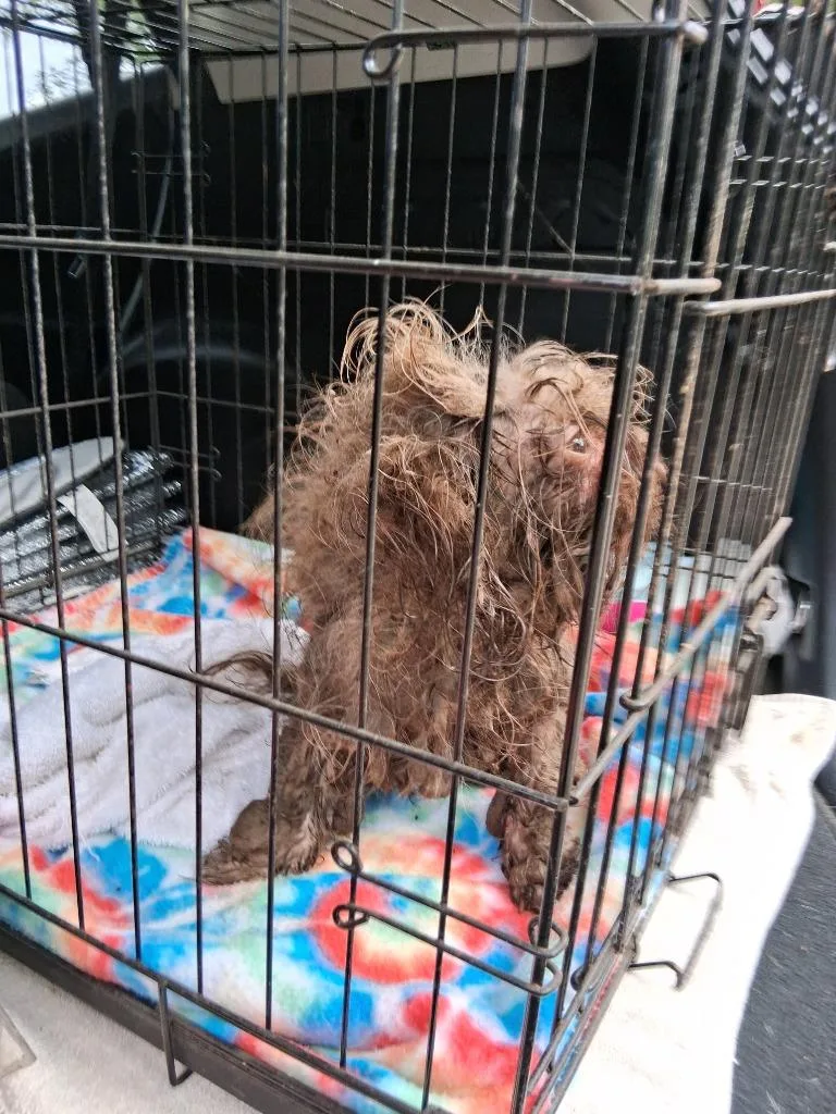 An adult small-sized male Shih Tzu dog named Rocky for adoption in Ada, OK