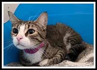 A young medium-sized female Domestic Short Hair cat named Ttyl for adoption in Peoria, IL