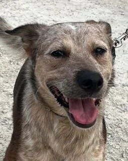 A young medium-sized female Tricolor (Brown, Black, & White) Australian Cattle Dog / Blue Heeler named Chili for adoption in Olympia, WA