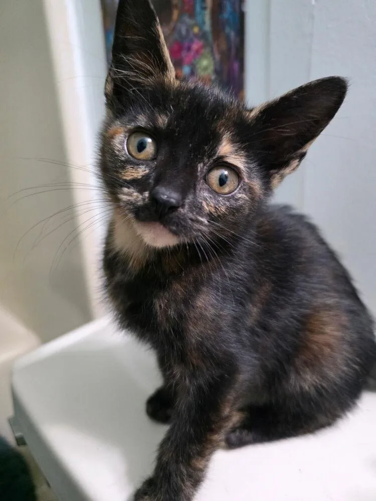 A baby small-sized female Domestic Short Hair cat named Poppy for adoption in Virginia Beach, VA