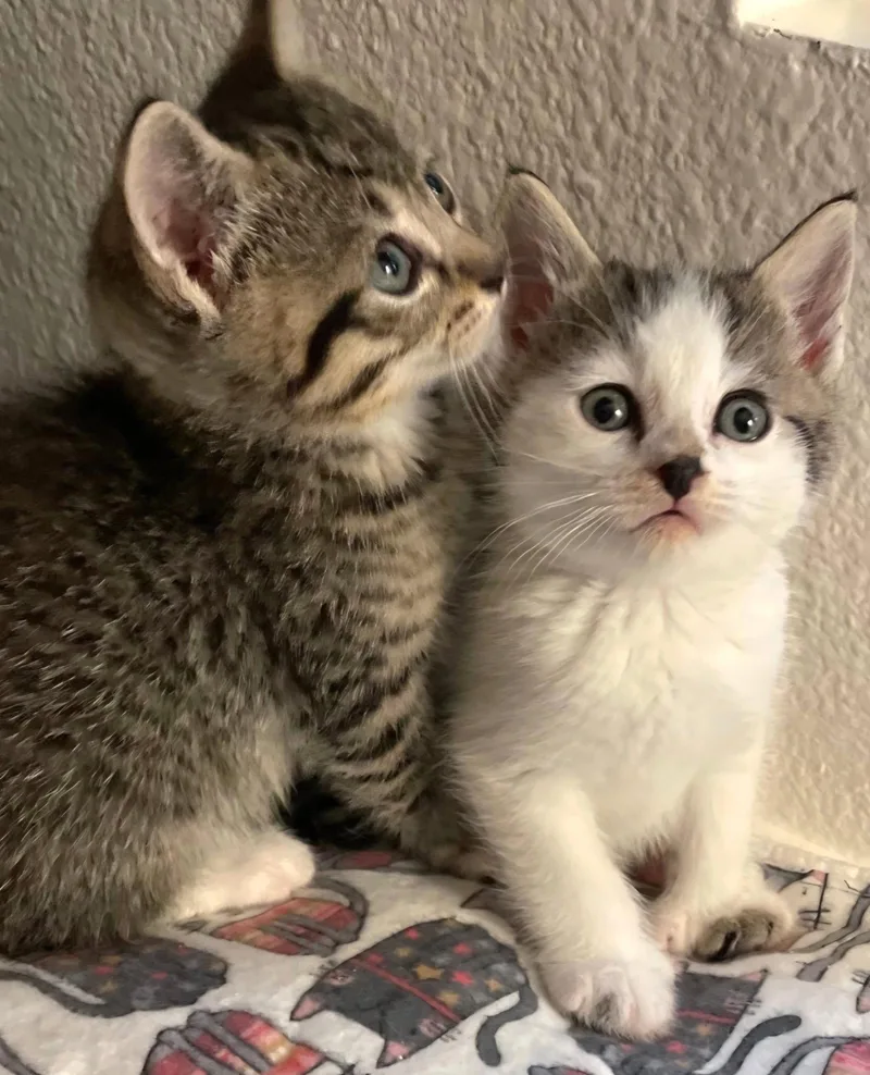 A baby medium-sized male Extra-Toes Cat / Hemingway Polydactyl cat named Butter for adoption in Campbell, CA