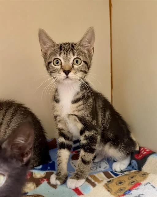 Kit Kat
