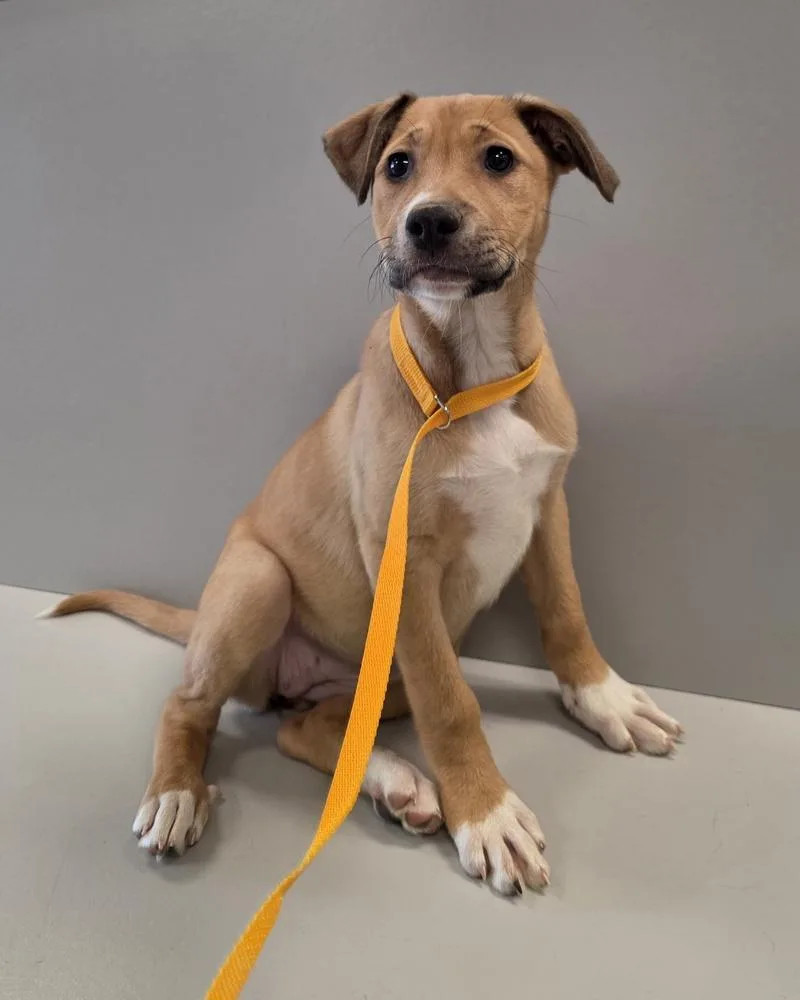 Srv Palau : Angie thumbnail 3