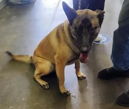 A young large-sized female Belgian Shepherd / Malinois dog named Diamond for adoption in Los Angeles, CA