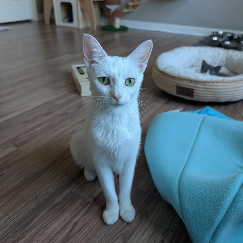 An adult small-sized female White Domestic Short Hair cat named Sally for adoption in Lexington, KY