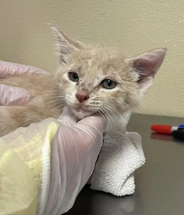 A baby small-sized male Domestic Medium Hair cat named Auken for adoption in Vancouver, WA