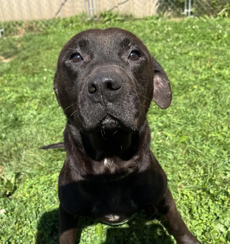 A young medium-sized male Mixed Breed dog named Lucky for adoption in Youngstown, OH