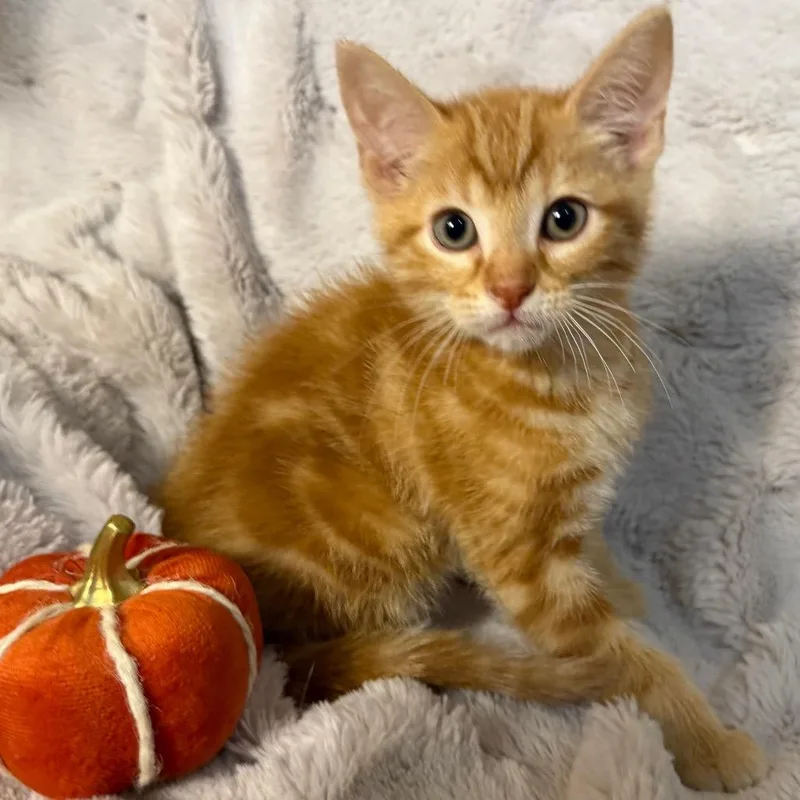 A baby small-sized male Domestic Medium Hair cat named Rocky for adoption in Flower Mound, TX