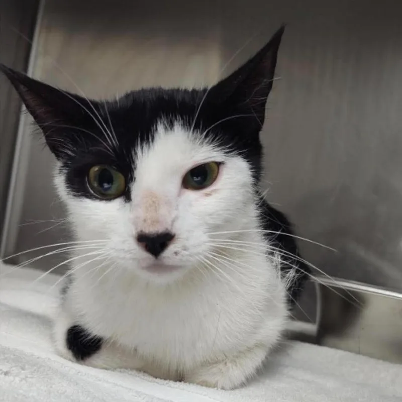 A young small-sized female Black Domestic Short Hair cat named Meowdonna for adoption in Eagle Mountain, UT