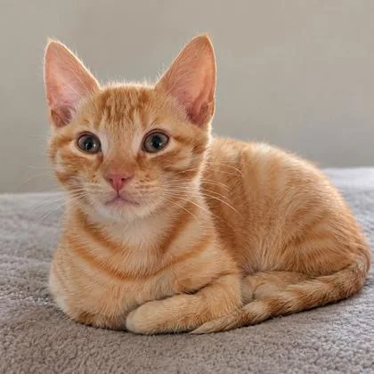 A young medium-sized male Domestic Short Hair cat named Napoleon Kershaw for adoption in Hudson, MA