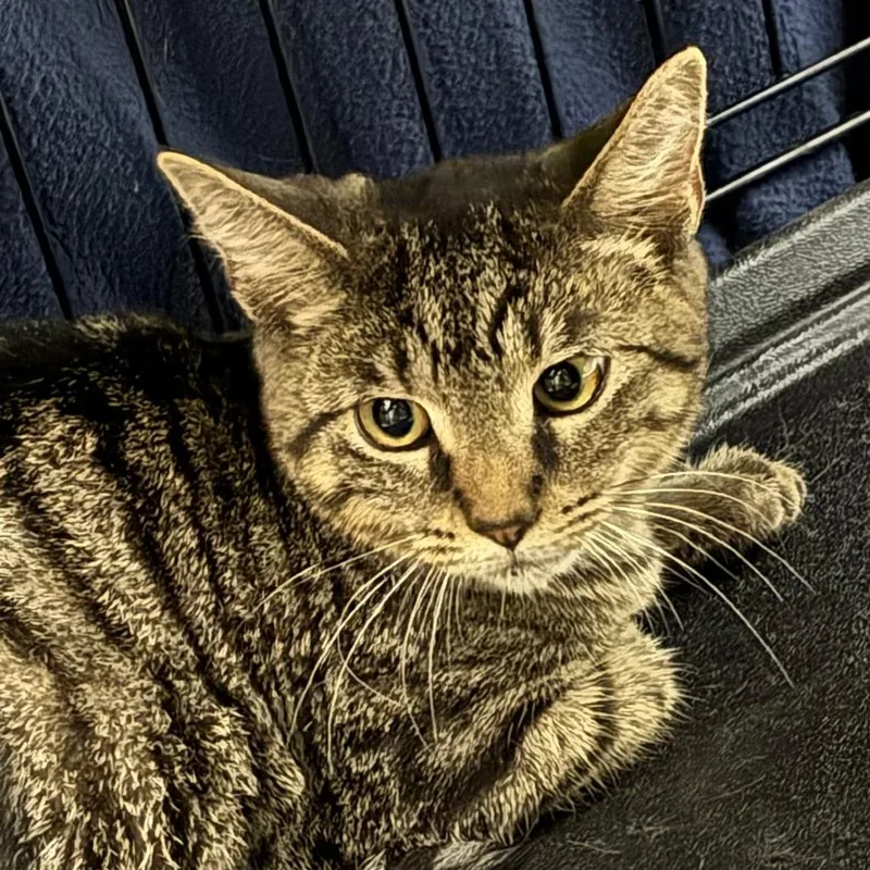 A baby small-sized female Brown / Chocolate Domestic Short Hair cat named Chris for adoption in Oak Park, IL