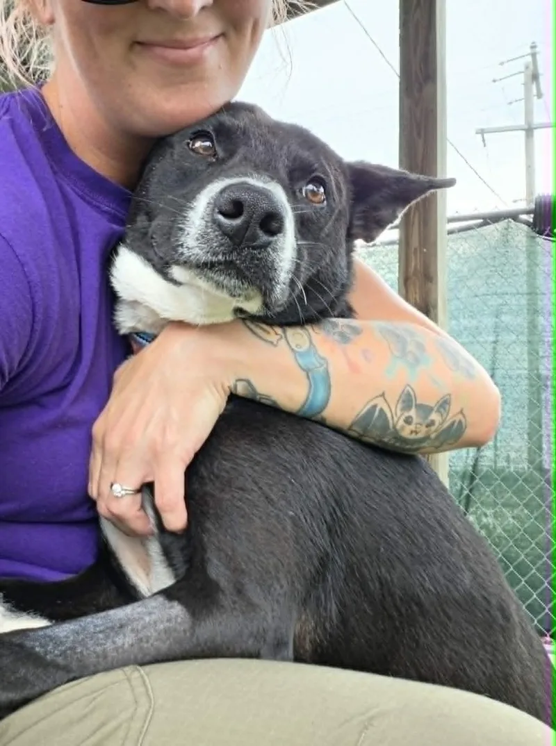 An adult medium-sized male Black Mixed Breed dog named Lemmy for adoption in Sparta, WI