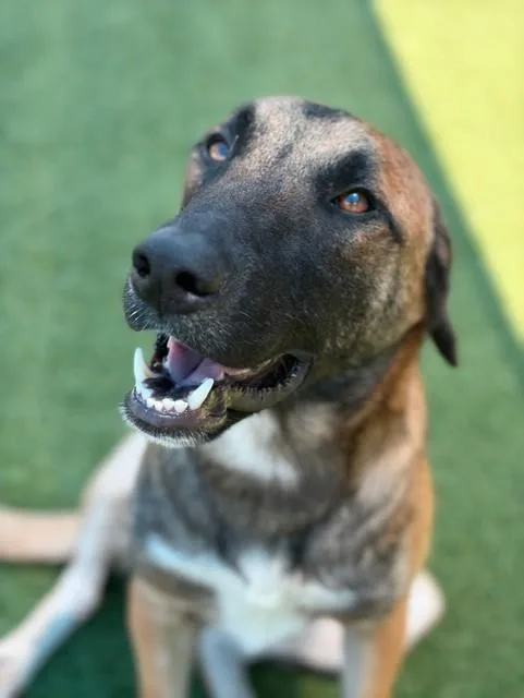 An adult medium-sized male Mixed Breed dog named Canelo for adoption in Dallas, TX