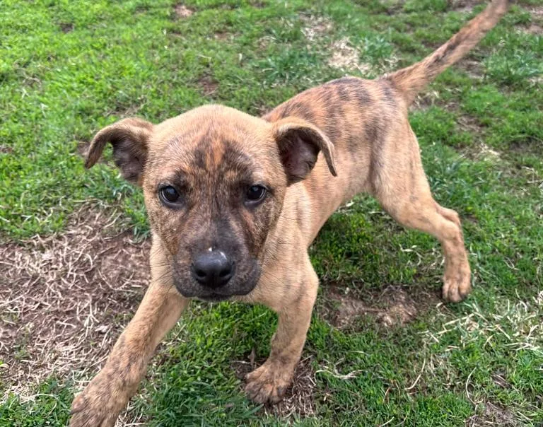 A young medium-sized female Mixed Breed dog named Piper for adoption in Coralville, IA