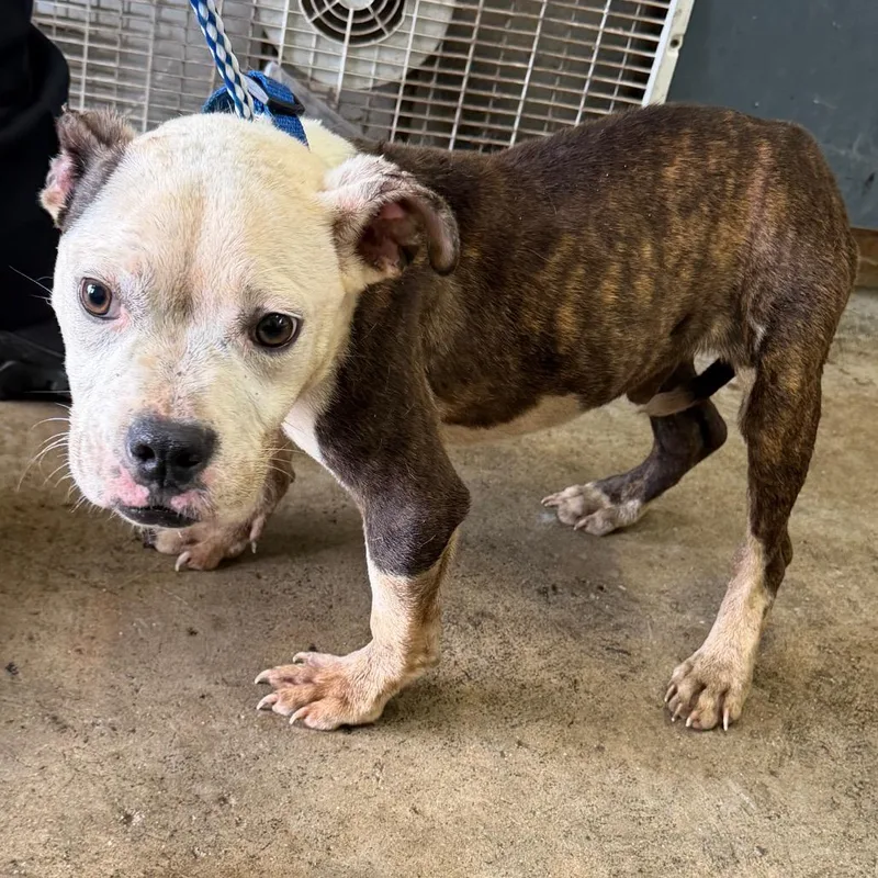 A young medium-sized male Brindle Pit Bull Terrier dog named Diego for adoption in Valparaiso, IN