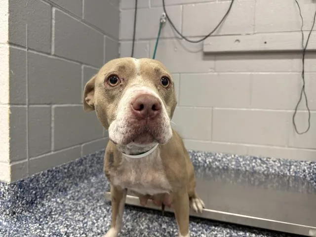 An adult large-sized female Pit Bull Terrier dog named Luna for adoption in Thousand Palms, CA