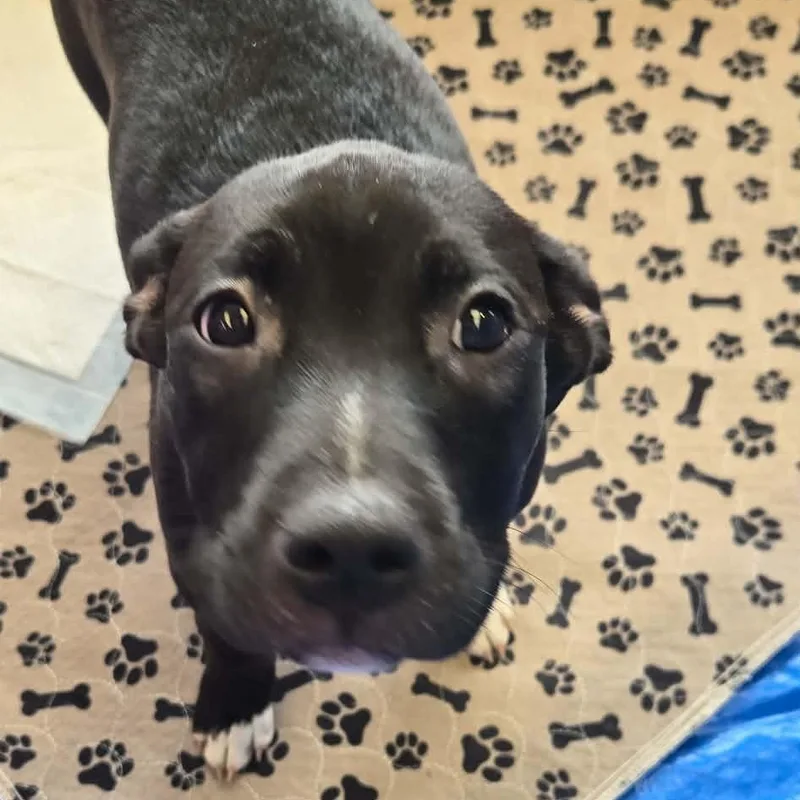 A young large-sized female Black Mixed Breed dog named Nala for adoption in Hilton, NY