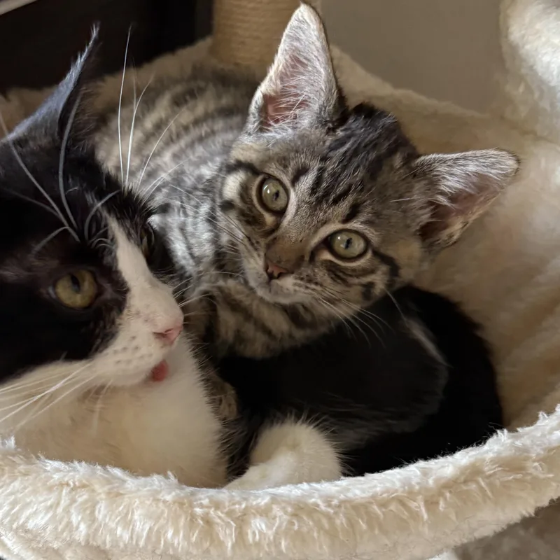 A baby small-sized female Tabby (Brown / Chocolate) Domestic Short Hair cat named Laverne & Shirley Little for adoption in Stamford, CT