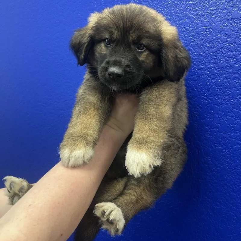 A baby small-sized male Brown / Chocolate Great Pyrenees dog named Douglas Fir for adoption in Waco, TX