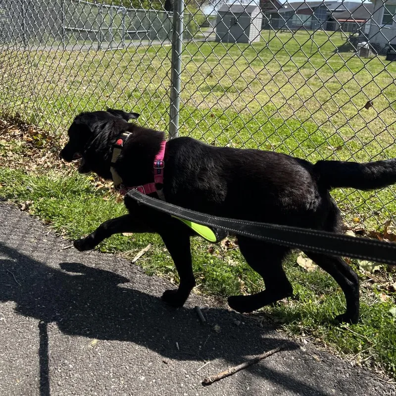 An adult medium-sized male Black Border Collie dog named Dean for adoption in Newark, DE