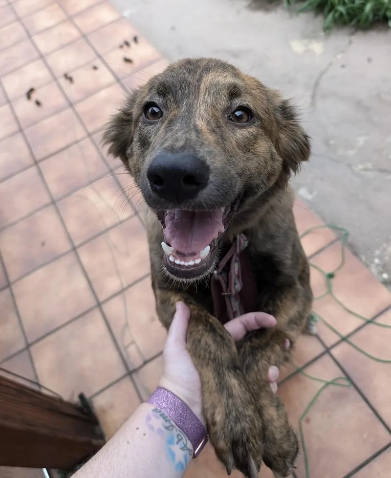 An adult medium-sized female Brindle Mixed Breed dog named Charlie for adoption in Bayamon, PR