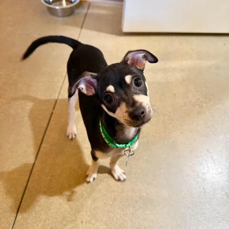 A baby small-sized male Black Chihuahua dog named Bruce for adoption in Agoura Hills, CA