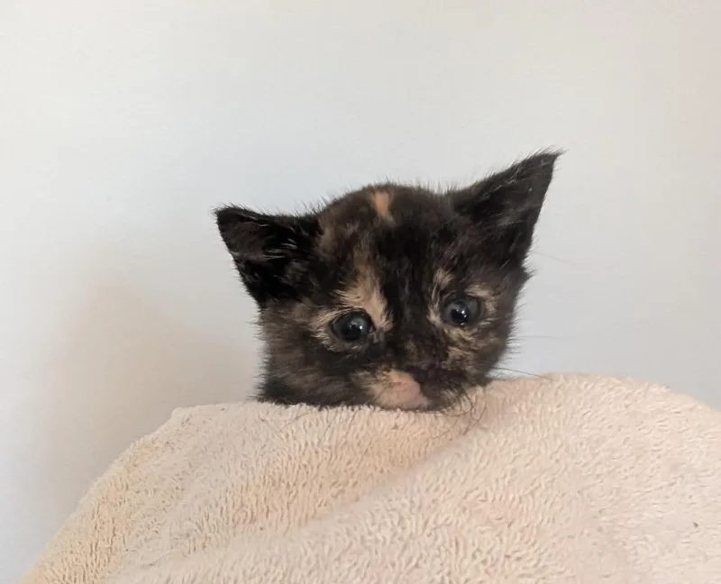 A baby medium-sized female Domestic Short Hair cat named Quinn for adoption in Fort Oglethorpe, GA