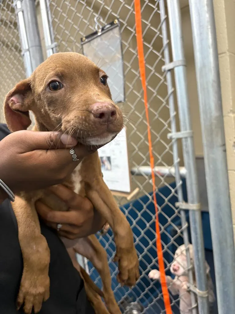 A young small-sized female Mixed Breed dog named Lyra for adoption in Effingham, SC