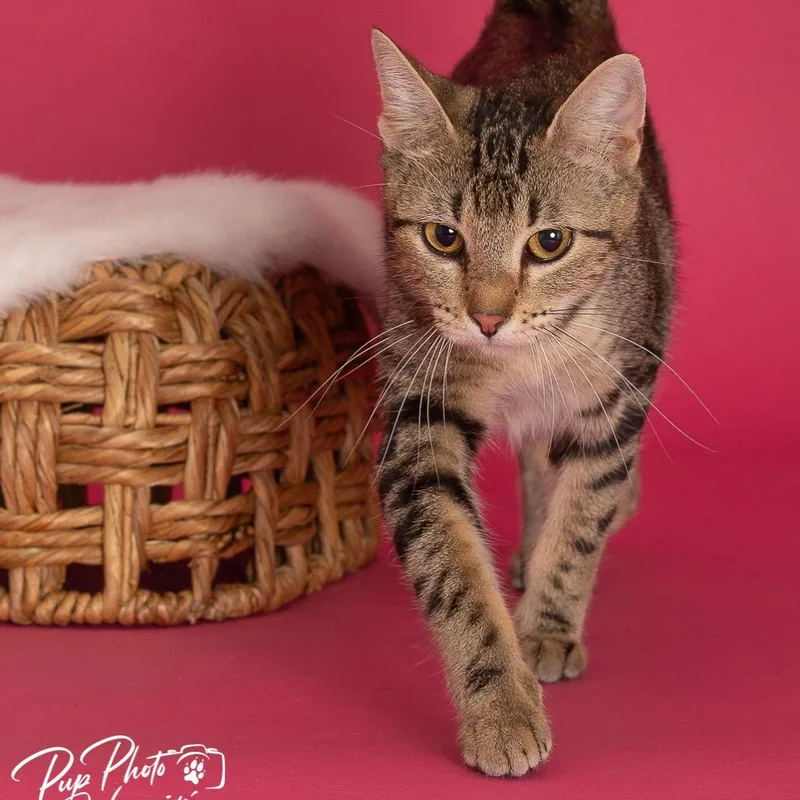 A young small-sized female Brown / Chocolate Domestic Short Hair cat named Tilly for adoption in Tulsa, OK