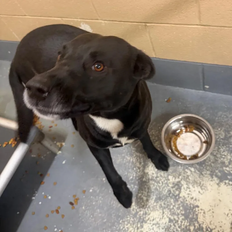 An adult large-sized male Black Labrador Retriever dog named Juno for adoption in Monroeville, AL