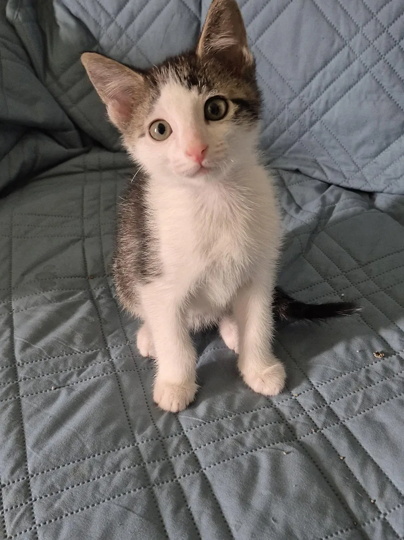 A baby medium-sized male Domestic Short Hair cat named Spot for adoption in Wheaton, IL
