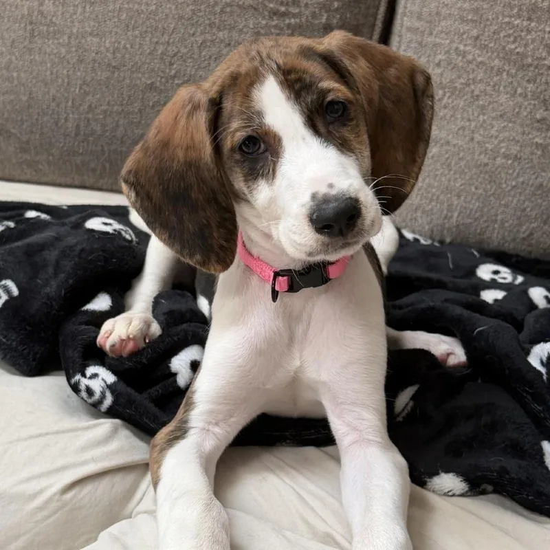 A baby small-sized female Black Hound dog named Sorinexx for adoption in Fredericksburg, VA