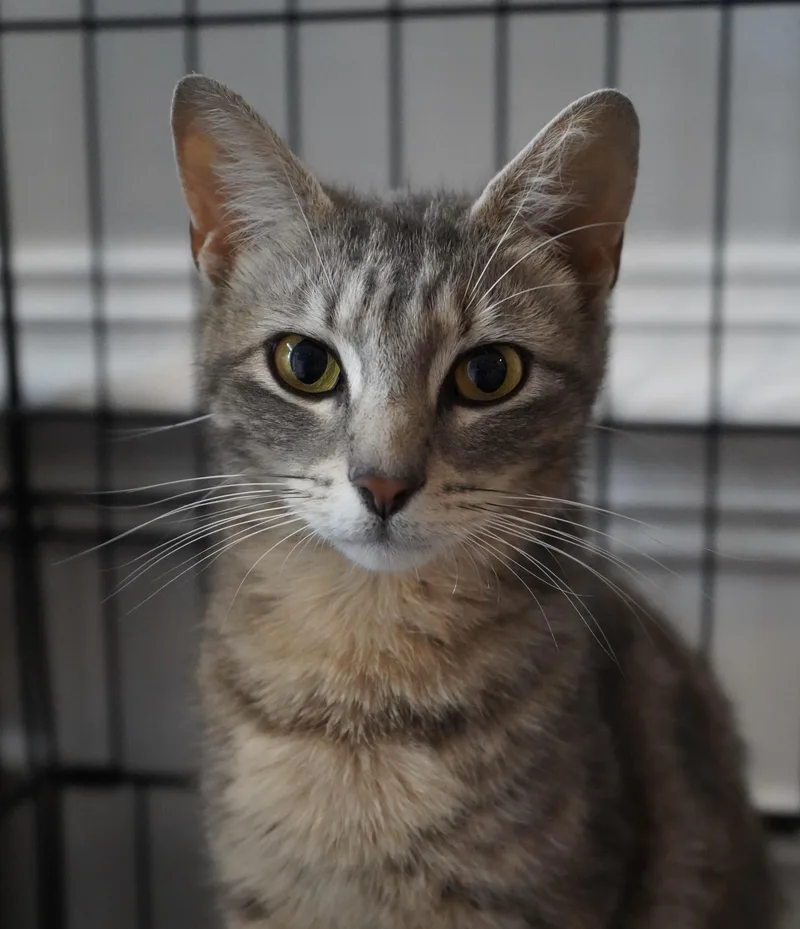 An adult medium-sized female Tabby (Gray / Blue / Silver) Domestic Short Hair cat named Junie for adoption in Frederick, MD