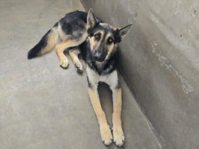 A young large-sized male German Shepherd Dog dog named Marvin for adoption in Van Nuys, CA