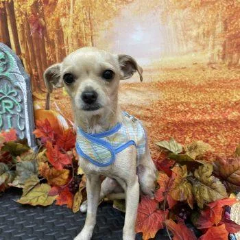 A young small-sized male Apricot / Beige Chihuahua dog named Yogi for adoption in Plano, TX