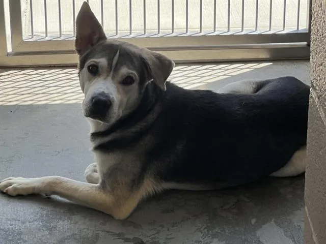 Roco