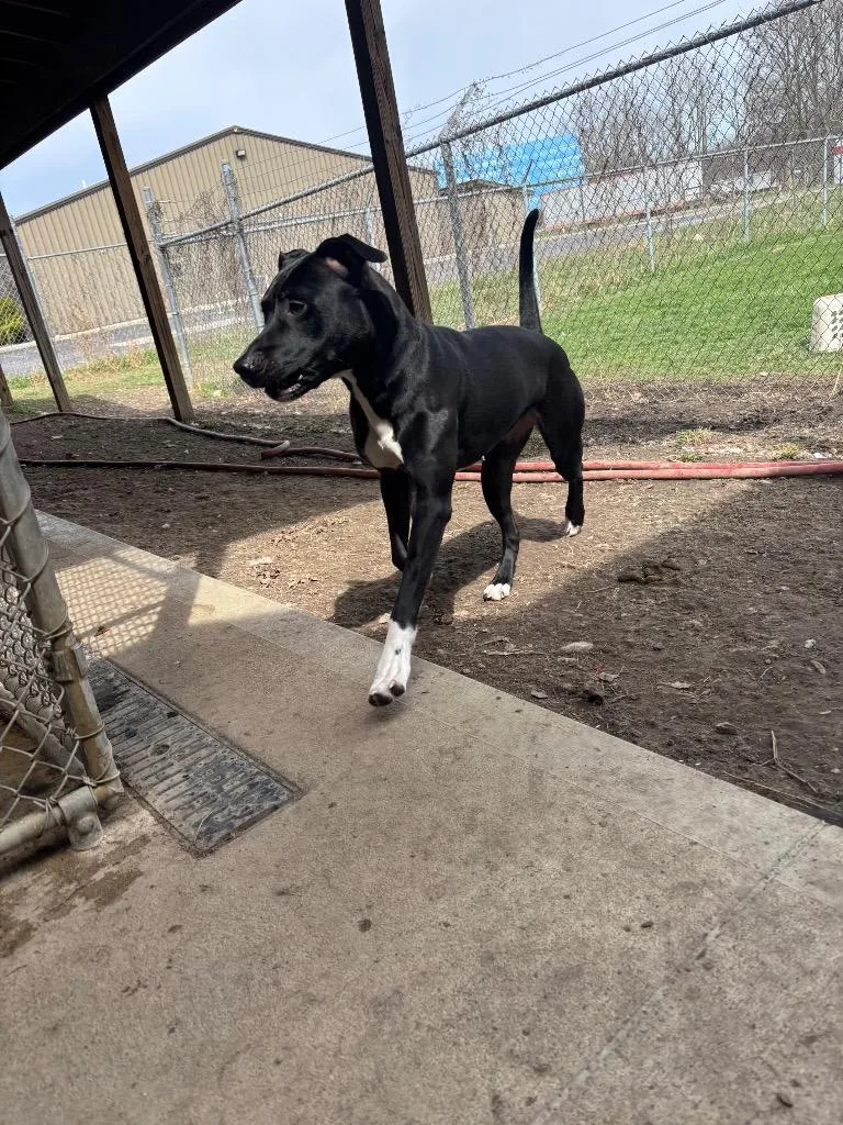 A young medium-sized female Pit Bull Terrier dog named Sofia for adoption in Findlay, OH