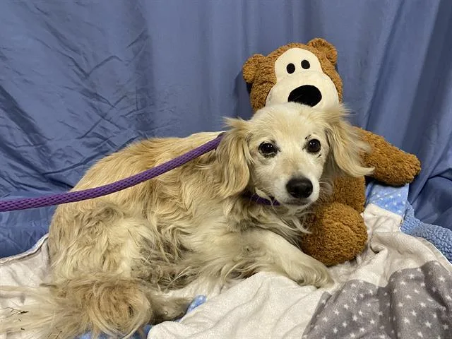 An adult small-sized female Chihuahua dog named Lady for adoption in Modesto, CA