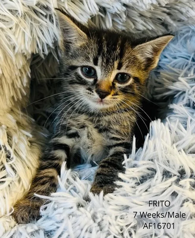 Frito