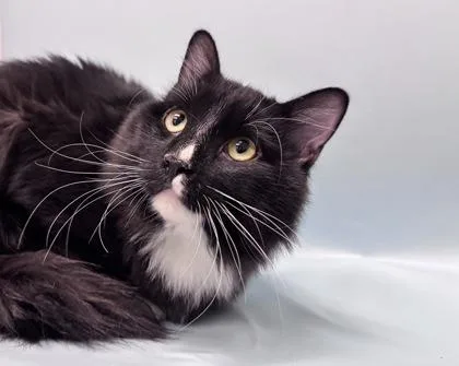 An adult small-sized male Domestic Long Hair cat named Falco for adoption in Woodbury, MN