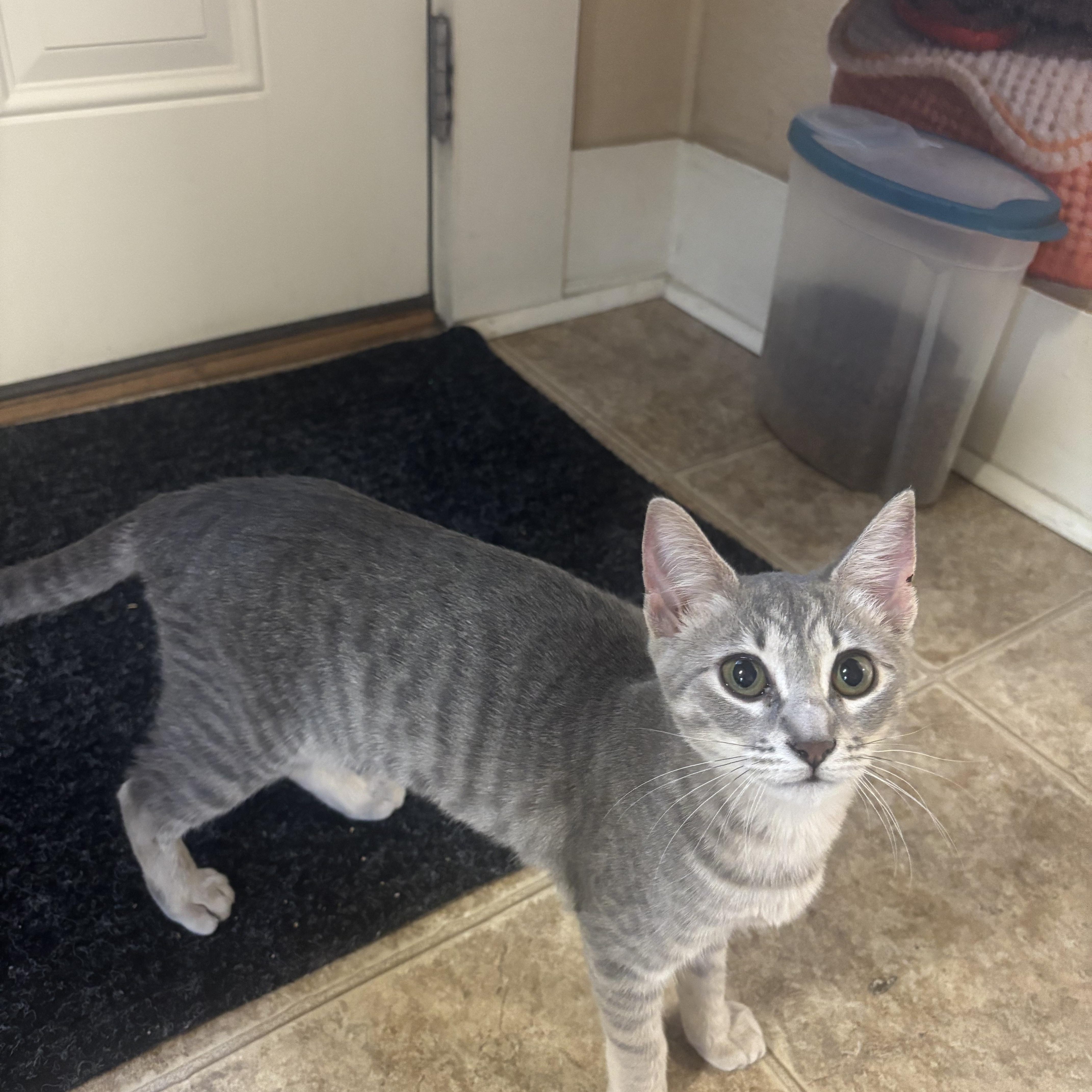 A baby small-sized female Tabby (Gray / Blue / Silver) Domestic Short Hair cat named Mochi for adoption in Statesboro, GA